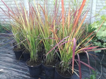 Trawa Red Baron- imperata cylindryczna nr. 1049