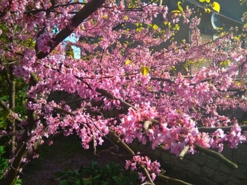 Judaszowiec kanadyjski Cercis DUŻA SADZONKA 60-100