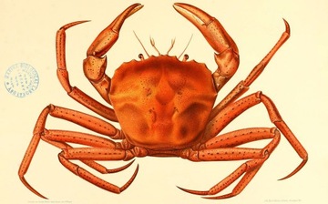 GRAUVELL CRAB НАМЯТКА ДЛЯ КРАБА CANGREJO