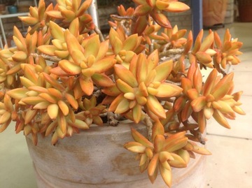 Sedum nussbaumerianum - очиток желтый.