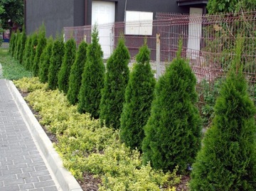 Tuja SZMARAGD thuja SMARAGD 50cm W DONICZCE