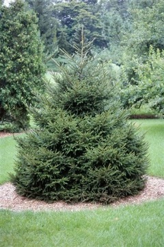 Ель кавказская Picea orientalis в горшке