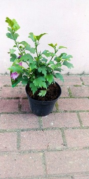 Сирийский гибискус Hibiscus Ardens красивые цветы