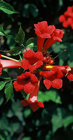 Campsis radicans 'Gabor' - Миллин американский.