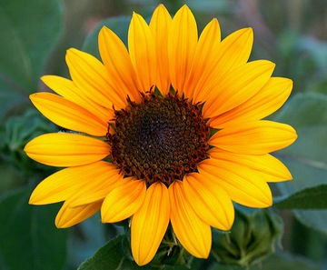 Семена декоративной цветовой смеси подсолнечника (Helianthus Annuus)