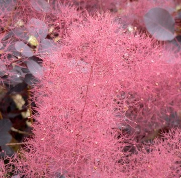 ДЛЯ БОНСАЙ ПОДОЛЬСКОГО ПАРИКА КОТИНУС (COTINUS COGGYGRIA) 40 СЕМЕН