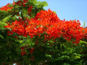 AFRICA FLAME - DELONIX REGIA - 3 СЕМЯ