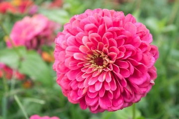 NEW DALI ZINNIA ILLUMINATION 1 Г СЕМЯН