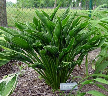 Hosta 'Praying Hands' - Funkia MODLĄCE RĘCE