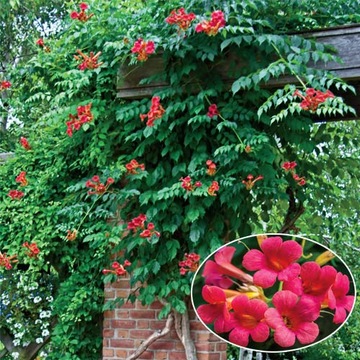 Campsis radicans 'Gabor' - Миллин американский.