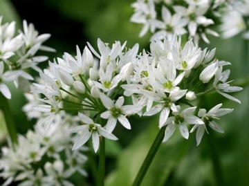 CZOSNEK NIEDŹWIEDZI - ALLIUM URSINUM - 20 NASION