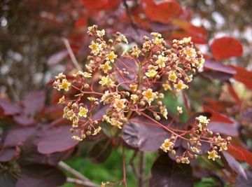 ПОДОЛЬСКИЙ ПАРИК КОТИНУС (COTINUS COGGYGRIA) - СЕМЕНА 40 шт.