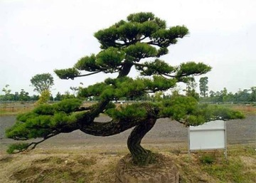 ДЛЯ БОНСАЙ ЧЕРНАЯ СОСНА (PINUS NIGRA S) - 20 СЕМЯН