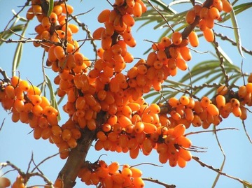 НА БОНСАЙ МОРСКАЯ СУКА HIPPOPHAE RAMNOIDES 50 СЕМЕН