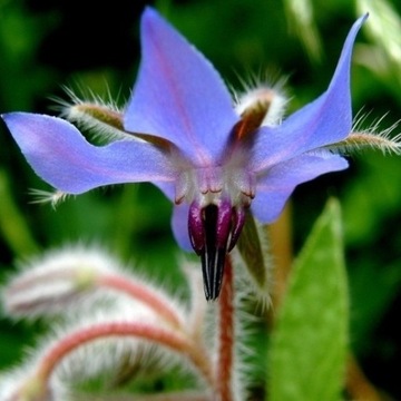 БОРАГО ОФИЦИНАЛИС (BORAGO OFFICINALIS) 50 СЕМЯН