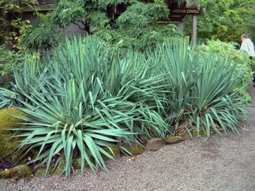 ЮККА КАРОЛИНА (YUCCA FILAMENTOSA) - 20 СЕМЯН