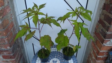 Hibiscus Carousel 'Red Wine' - Hibiskus bylinowy