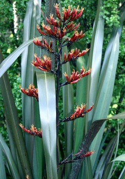 ЛЕН НОВОЗЕЛАНДСКИЙ – СЛАДКИЙ (PHORMIUM TENAX) - 5 СЕМЯН