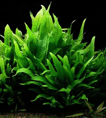 Roślina na korzeń/skałę Microsorium pteropus