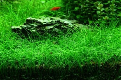 ELEOCHARIS PARVULA sitowie 100 sadzonek