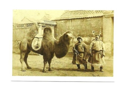 Pocztówka - Chińscy Mongołowie z wielbłądem / Chiny