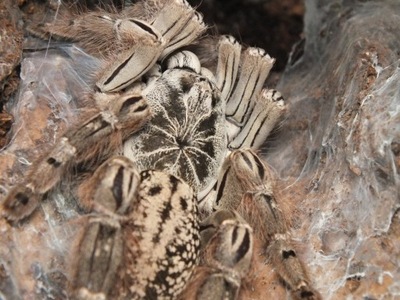 Heteroscodra maculata L1 (SpidersForge)