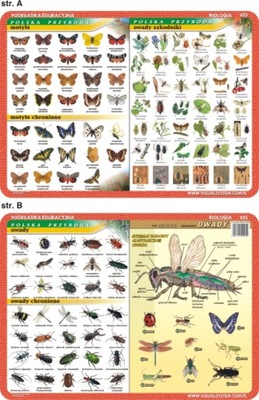 Podkładka edu. 025 - Motyle, owady, anatomia..