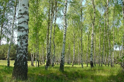 НЕТРЕБОВАТЕЛЬНАЯ БЕРЕЗА ВОЛЛИ – ХОРОШИЕ ПОСАДЫ