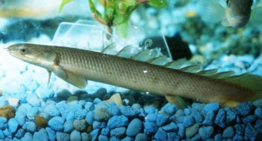 Рыба Polypterus senegalus Хищник