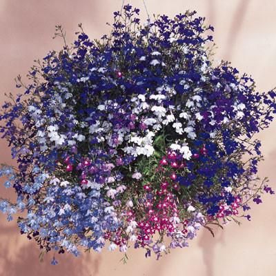 LOBELIA HANGING MIX Colors семена 0,01 г