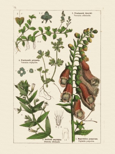 БОТАНИЧЕСКИЕ РАСТЕНИЯ Наперстянка Вероника 40х30 см.
