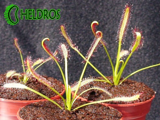 Росянка CAPENSIS Drosera - набор ХИТ, 100 семян