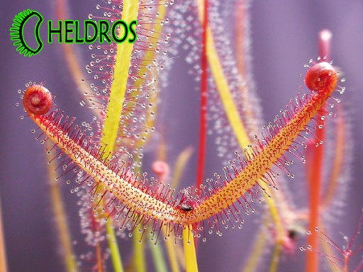 Росянка БИНАТА Drosera - 25Х - от селекционера ЭКСТРА