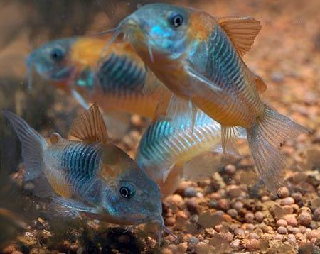 Кираса оранжевая венесуэльская рыба Corydoras venezuelanus