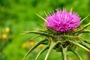 Расторопша пятнистая (Silybum marianum) 100 таблеток