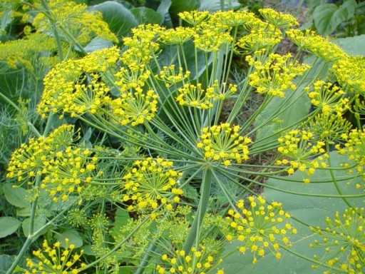 фенхель (FOENICULUM VULGARE)