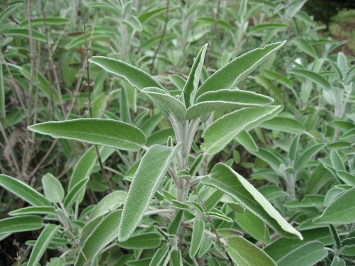 ШАЛФЕЙ (SALVIA OFFICINALIS) - 70 СЕМЯН