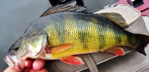 GŁÓWKA JIGOWA SHIRO MICRO HAK 6 4,0g 3szt MISTRALL