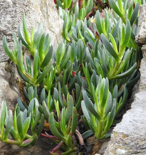 СВИНЬЯ ЛИЦА - Carpobrotus edulis - СЕМЕНА