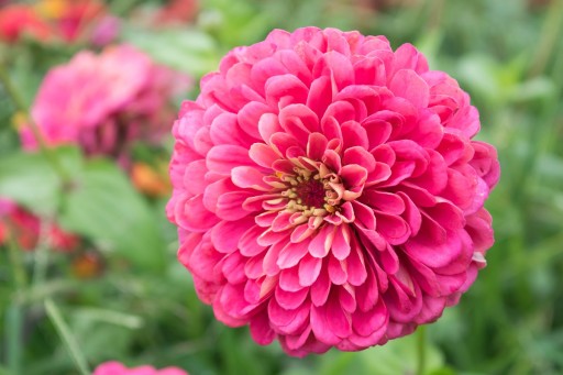 NEW DALI ZINNIA ILLUMINATION 1 Г СЕМЯН