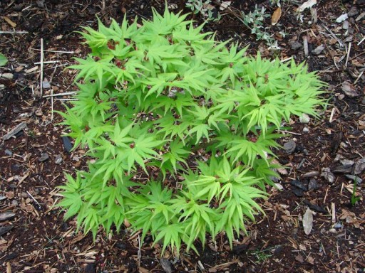 ДЛЯ БОНСАЙ ПАЛЬМЫ КЛЕН ДУМ. ЗЕЛЕНОЛИСТНОЙ (ACER PALMATUM) - 10 СЕМЯН