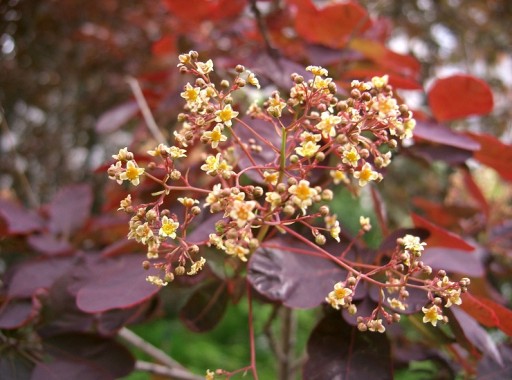 ЦВЕТОК ПАРИК ПОДОЛЬСКИЙ (COTINUS COGGYGRIA) - 40 СЕМЕН