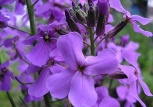 МАЦЕЙКА ПУРПУРНАЯ (MATTHIOLA BICORNIS) ПРИЯТНО ПАХНУЩАЯ 500 СЕМЯН