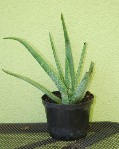 ALOE VERA