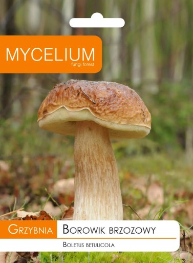 BOROWIK BRZOZOWY grzybnia Mycelium