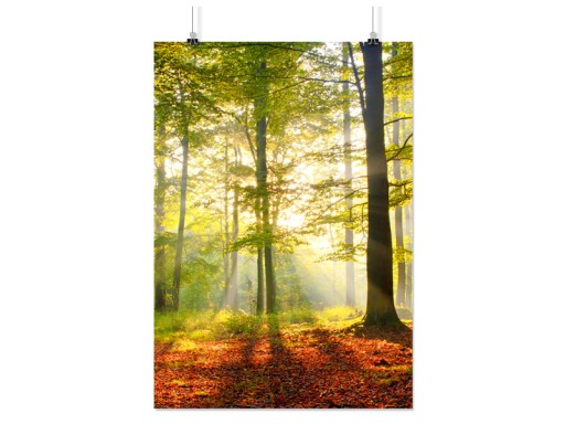 PLAKAT LAS DRZEWA SŁOŃCE 90x60 CM 16 WZORÓW MATOWY