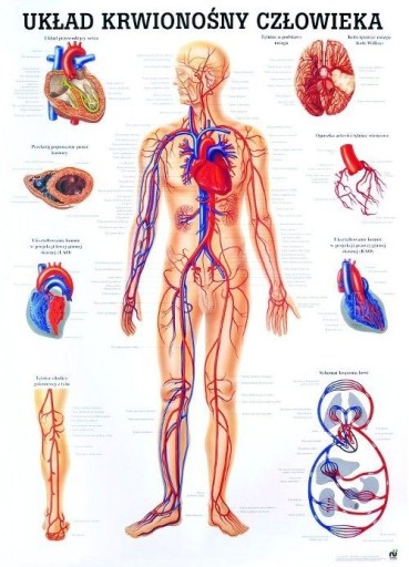 Tablica medyczna - UKŁAD KRWIONOŚNY (100 x 70 cm | PL)