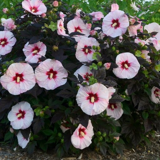 Hibiscus Carousel 'Jolly Heart' - Hibiscus błotny