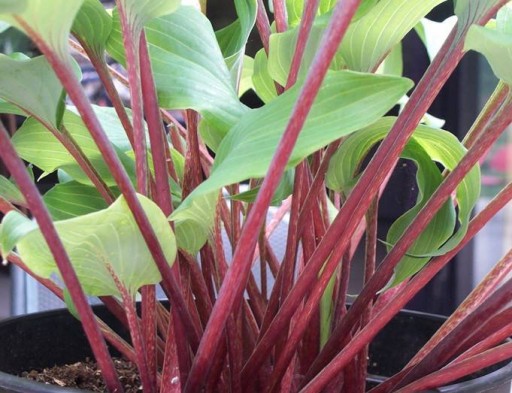 Hosta 'Red October' - Funkia CZERWONY PAŹDZIERNIK